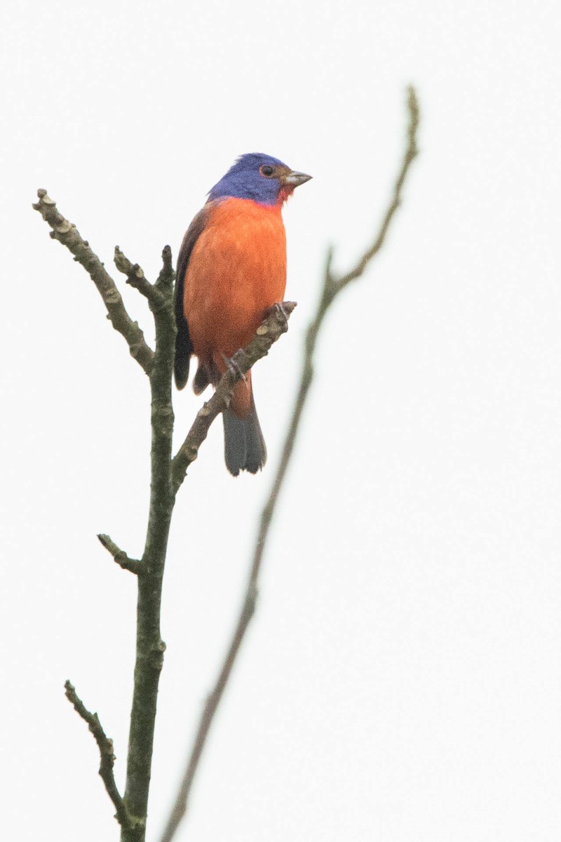 Painted Bunting - ML618762966