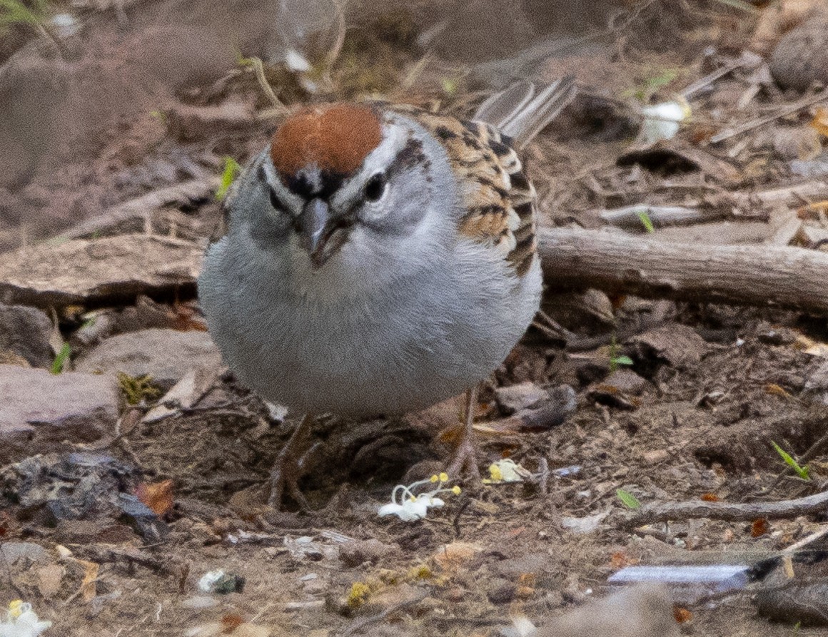 Chipping Sparrow - ML618763001