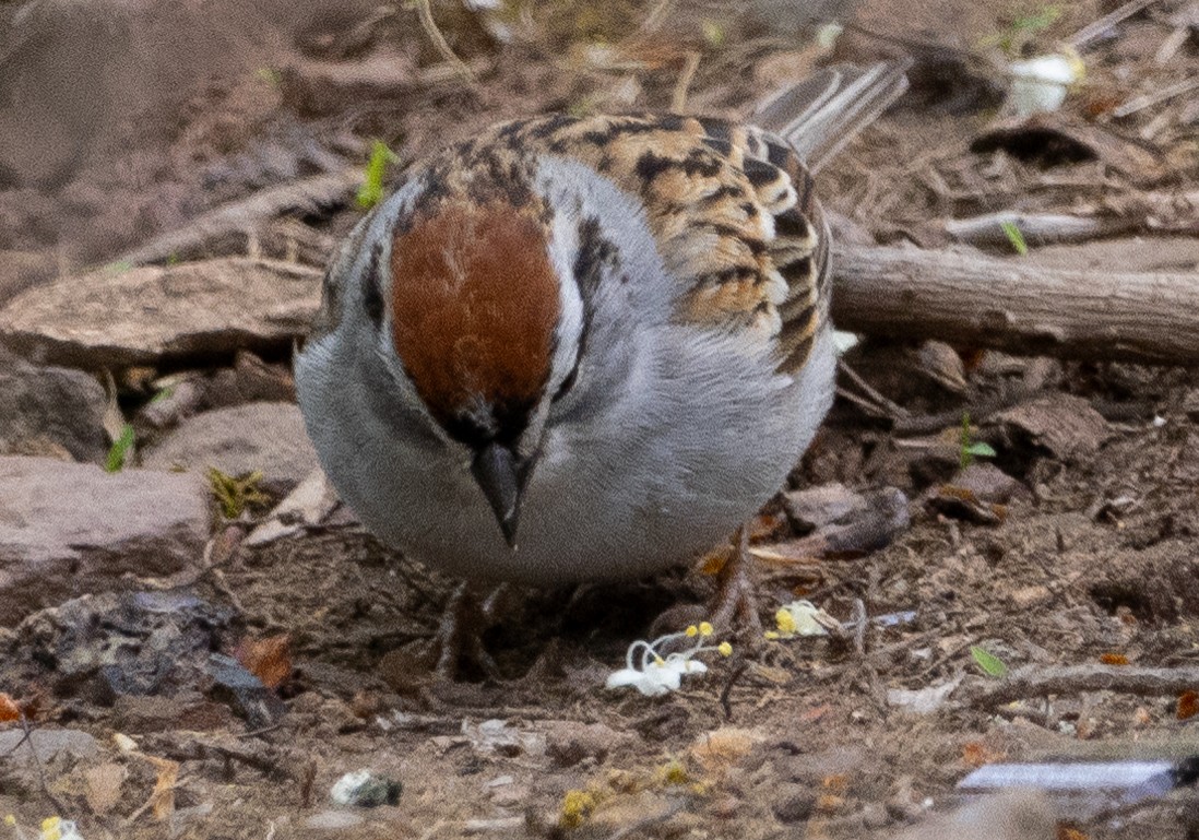 Chipping Sparrow - ML618763002