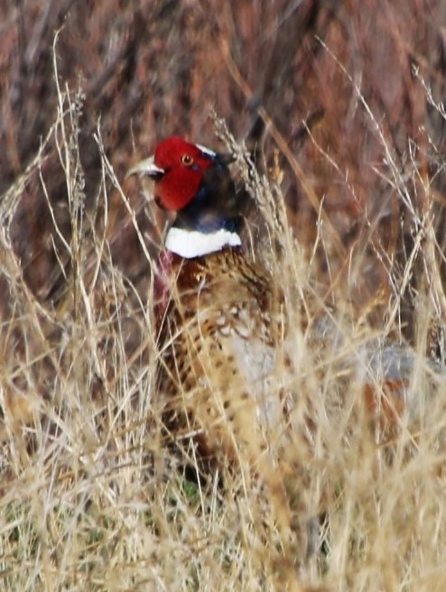 Ring-necked Pheasant - ML618763003