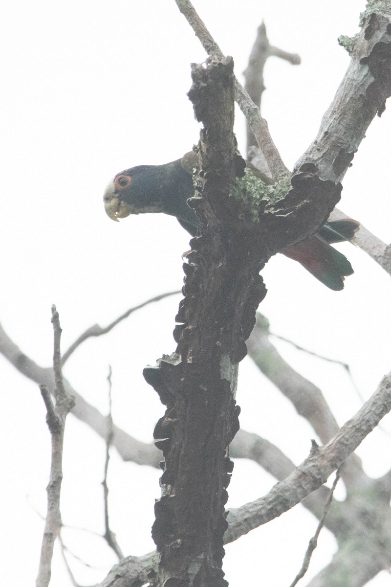 White-crowned Parrot - ML618763006