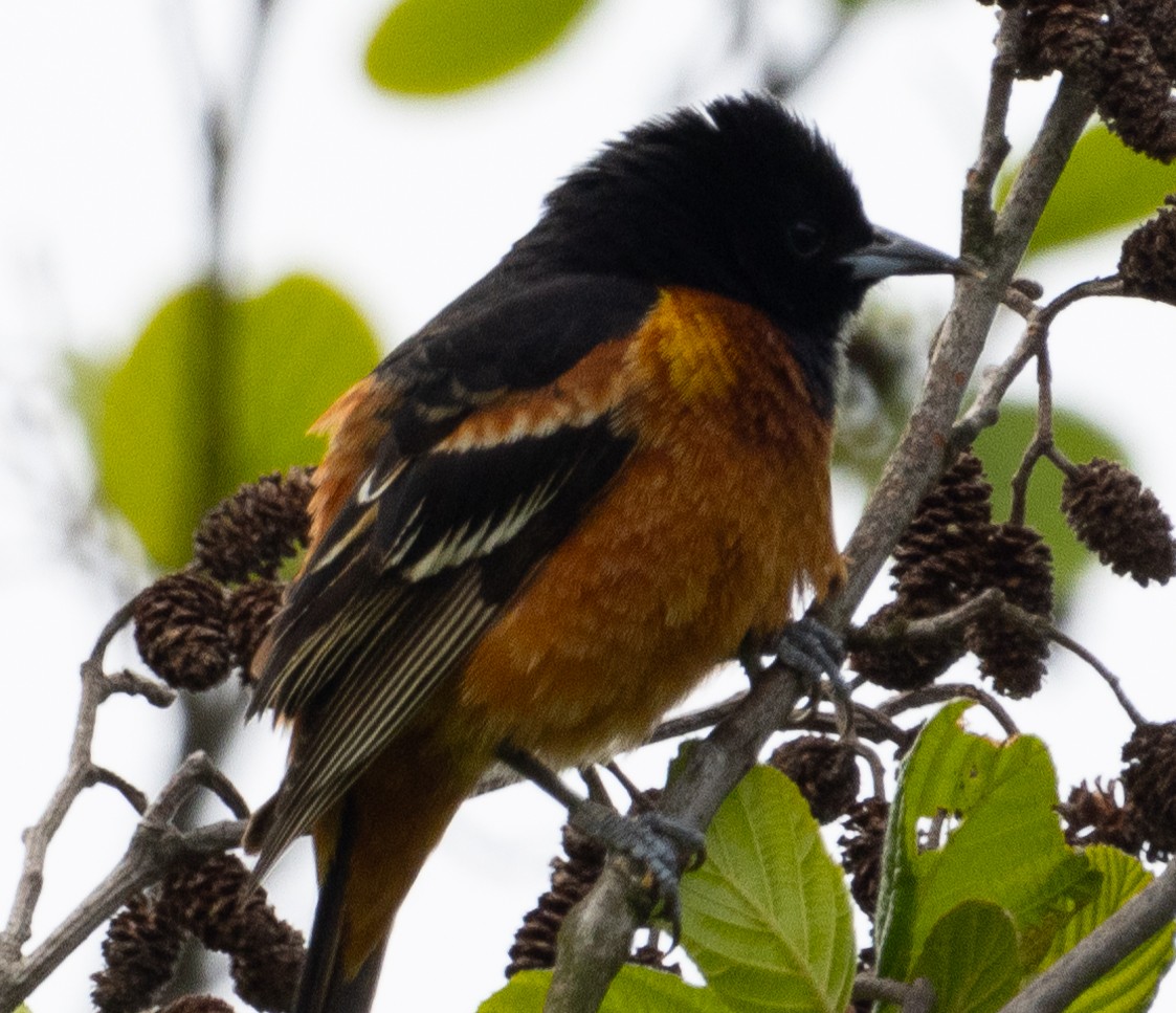 Orchard Oriole - ML618763007