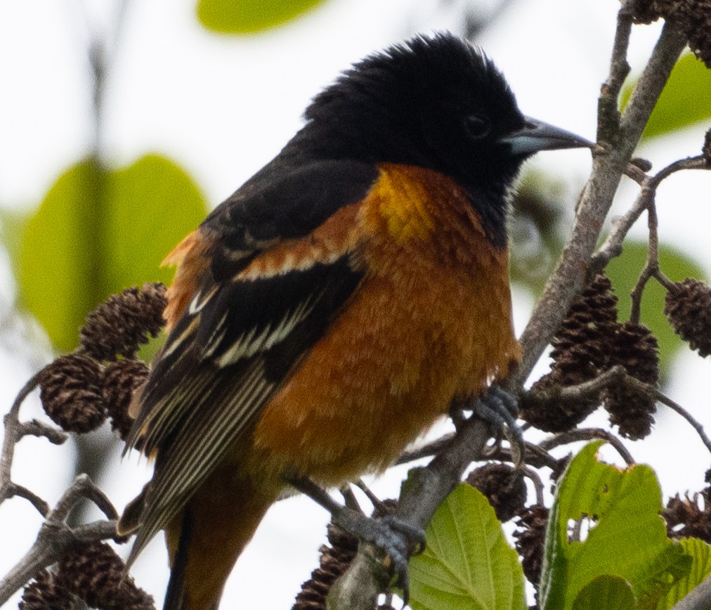 Orchard Oriole - ML618763008