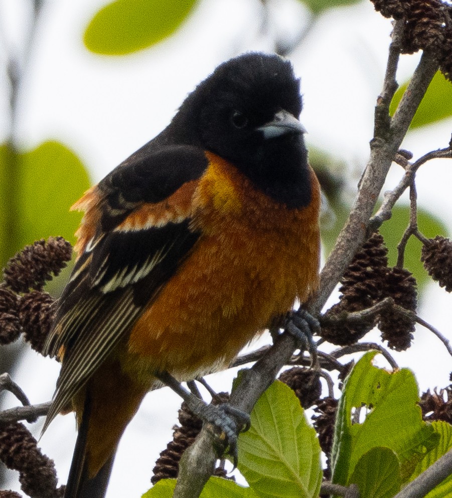 Orchard Oriole - ML618763009