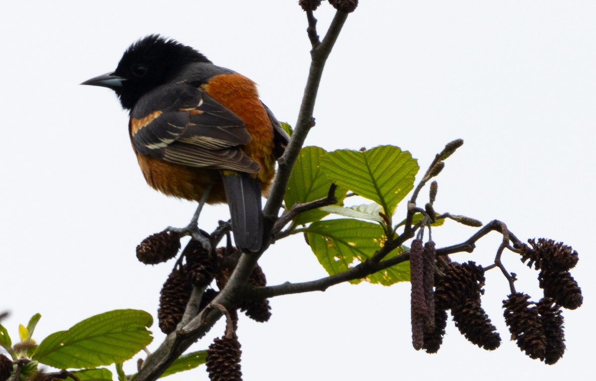 Orchard Oriole - ML618763010