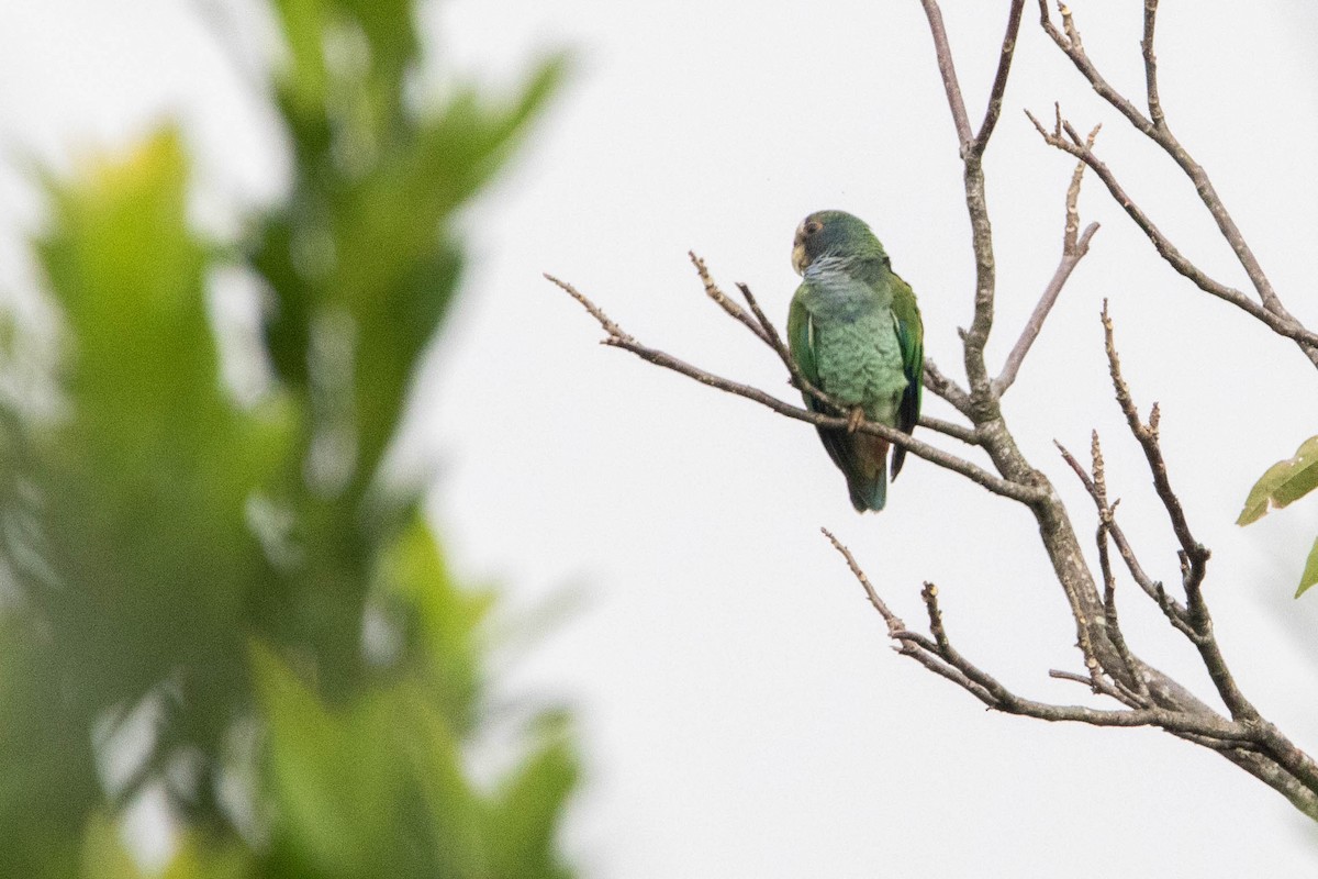 White-crowned Parrot - ML618763024