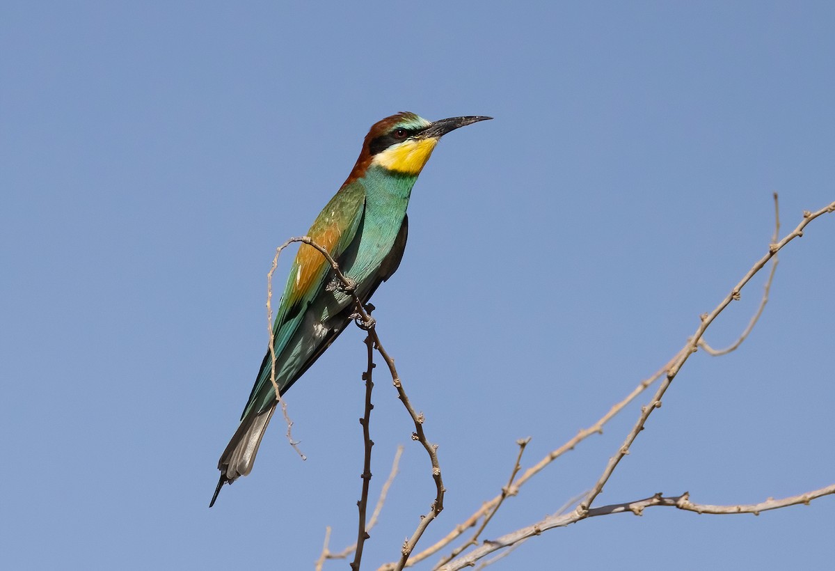 European Bee-eater - ML618763025