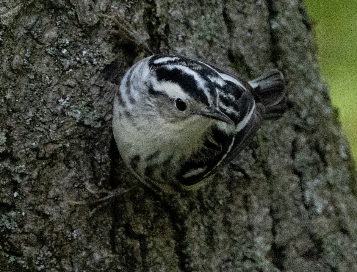 Black-and-white Warbler - ML618763037