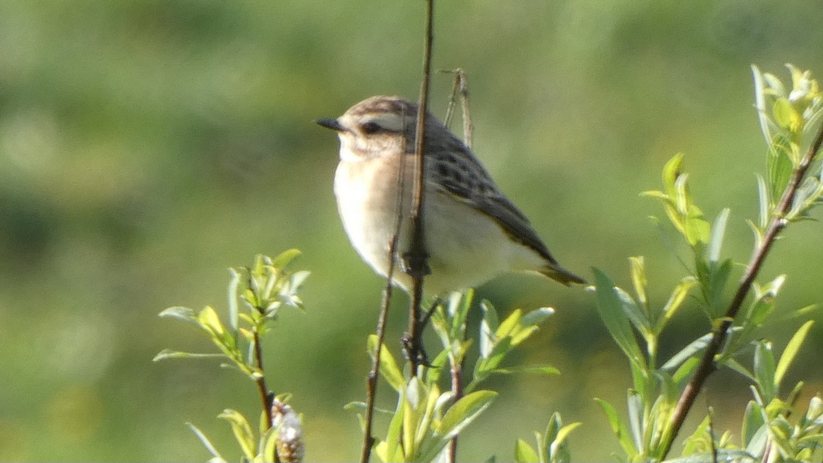 Whinchat - ML618763061