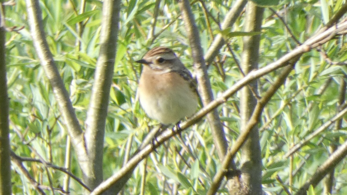 Whinchat - ML618763062