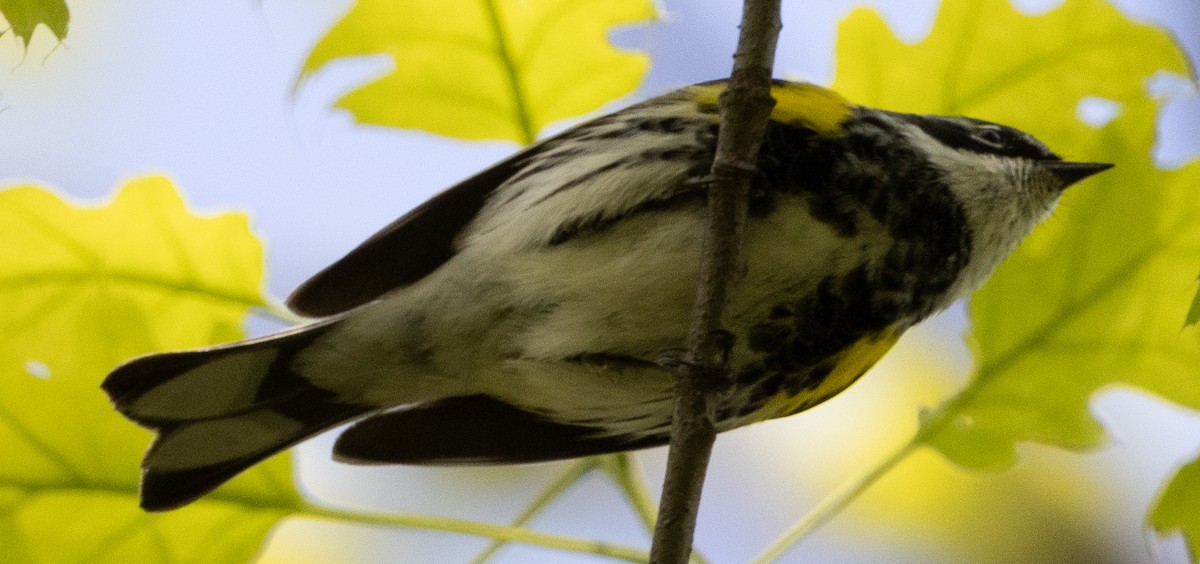 Yellow-rumped Warbler - ML618763095