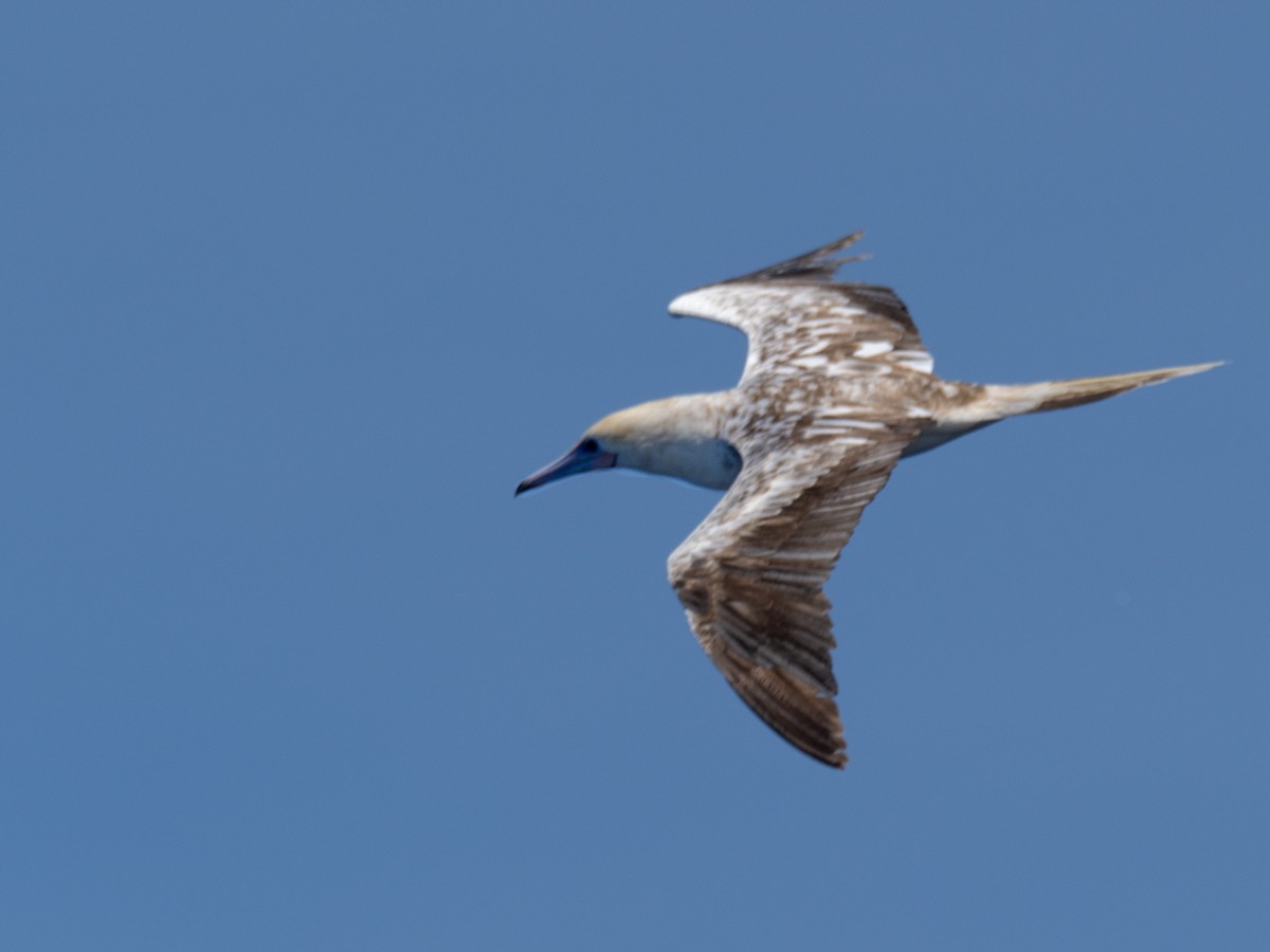 Red-footed Booby - ML618763128
