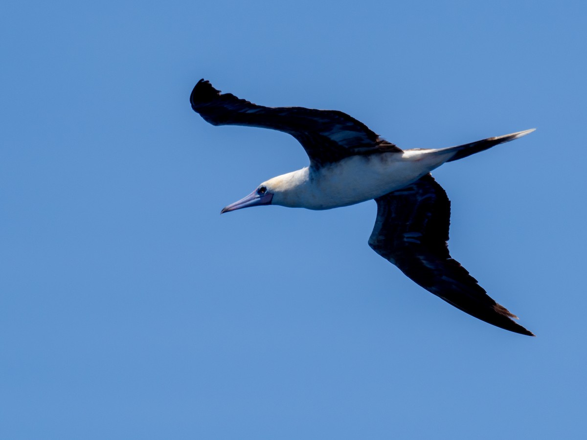 Red-footed Booby - ML618763130
