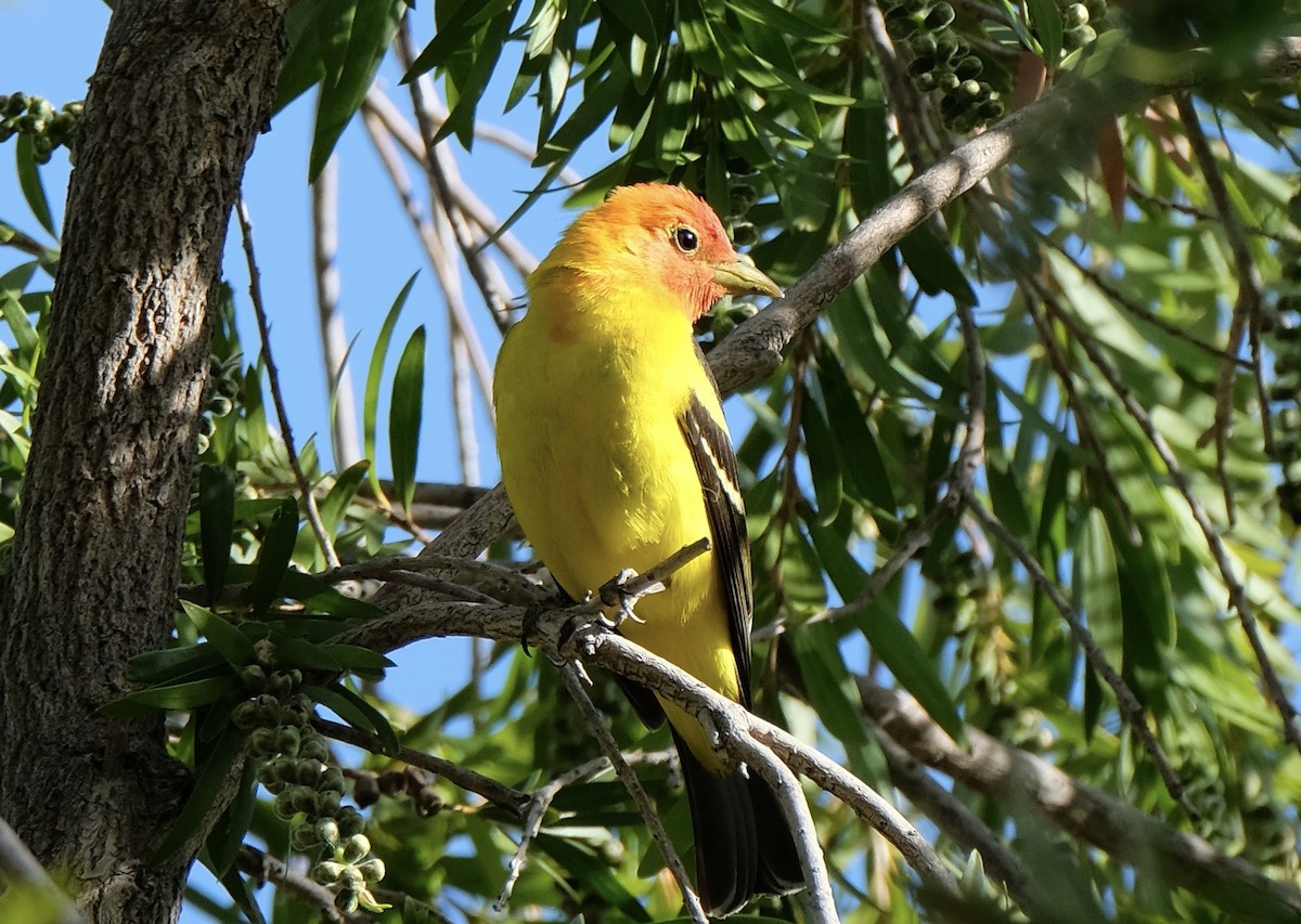 Western Tanager - ML618763139