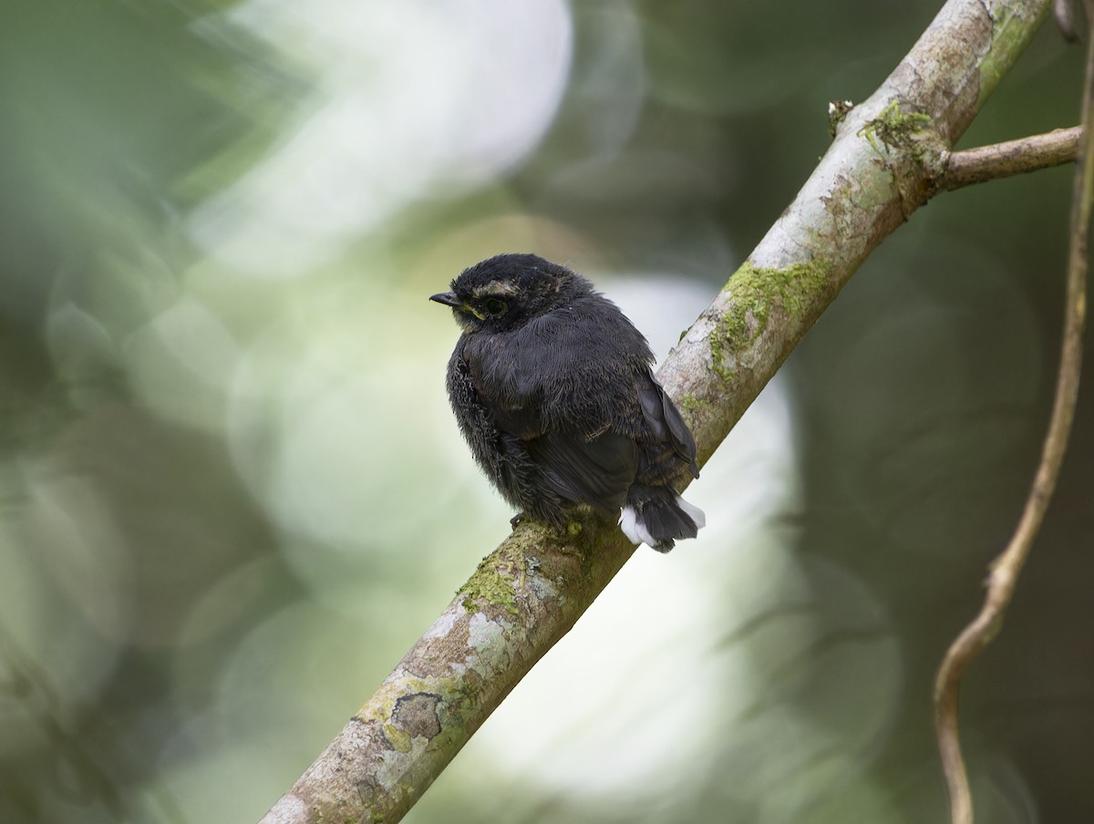 White-throated Fantail - ML618763163