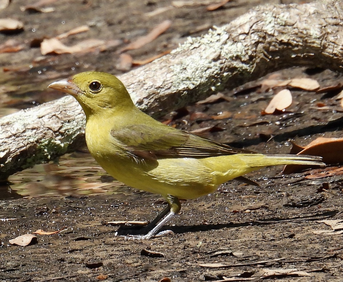 Scarlet Tanager - ML618763189