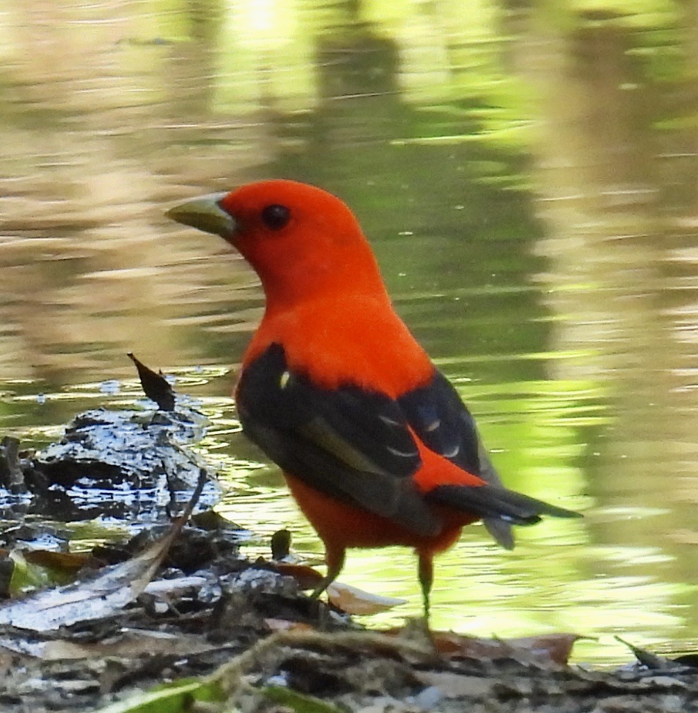 Scarlet Tanager - ML618763191