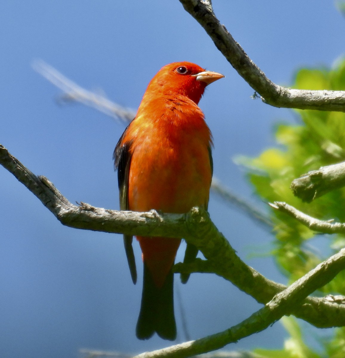 Scarlet Tanager - ML618763196