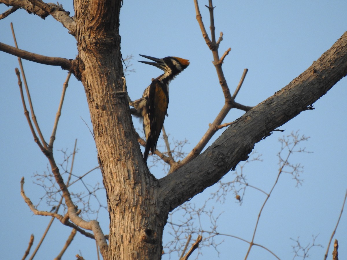 White-naped Woodpecker - ML618763280