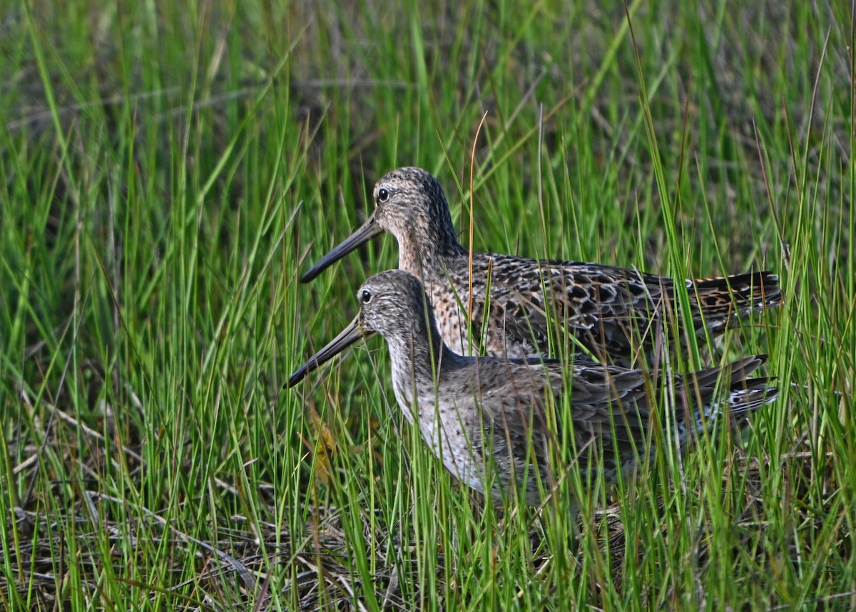 Short-billed Dowitcher - Paul Nale
