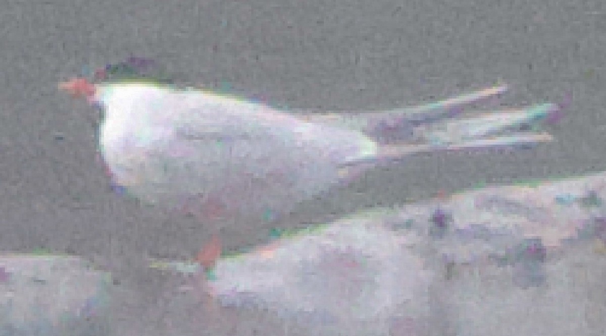 Common Tern - ML618763338