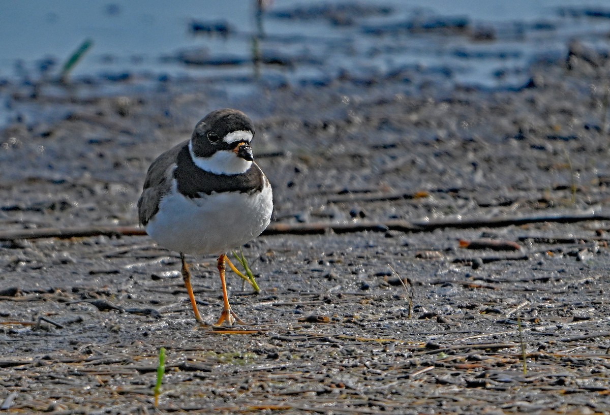 Semipalmated Plover - ML618763354