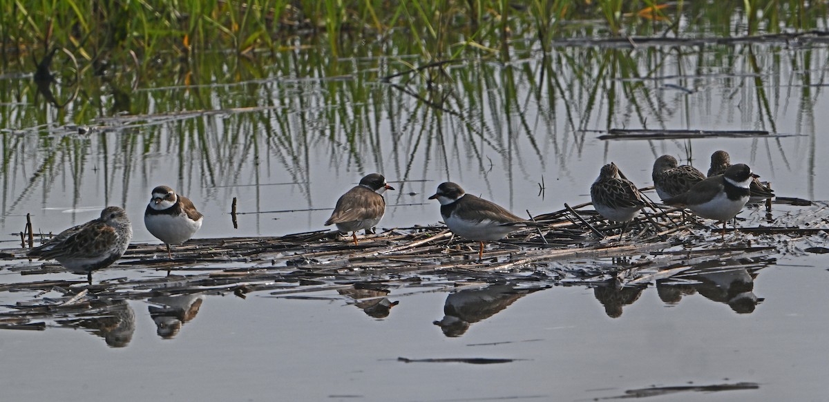 Semipalmated Plover - ML618763355