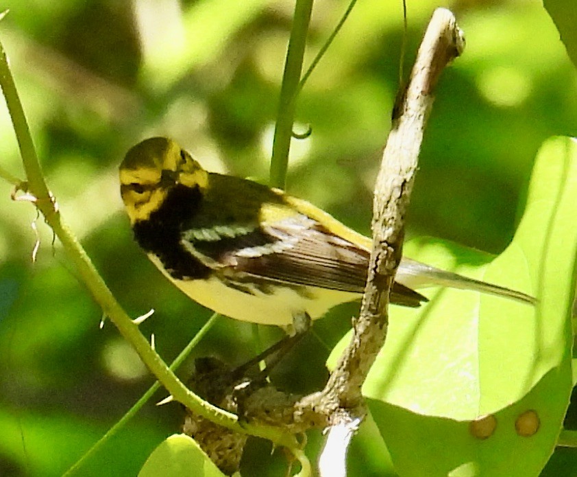 Black-throated Green Warbler - ML618763368