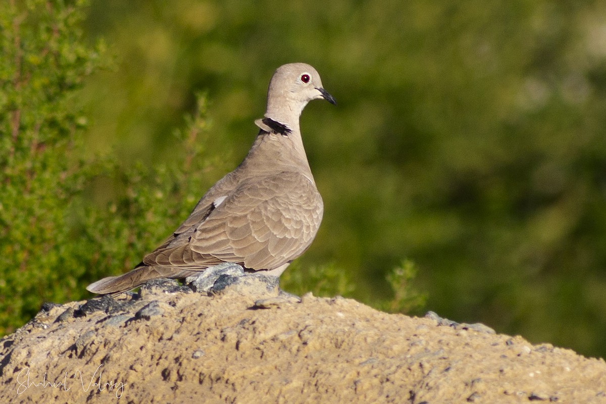 Eurasian Collared-Dove - ML618763399