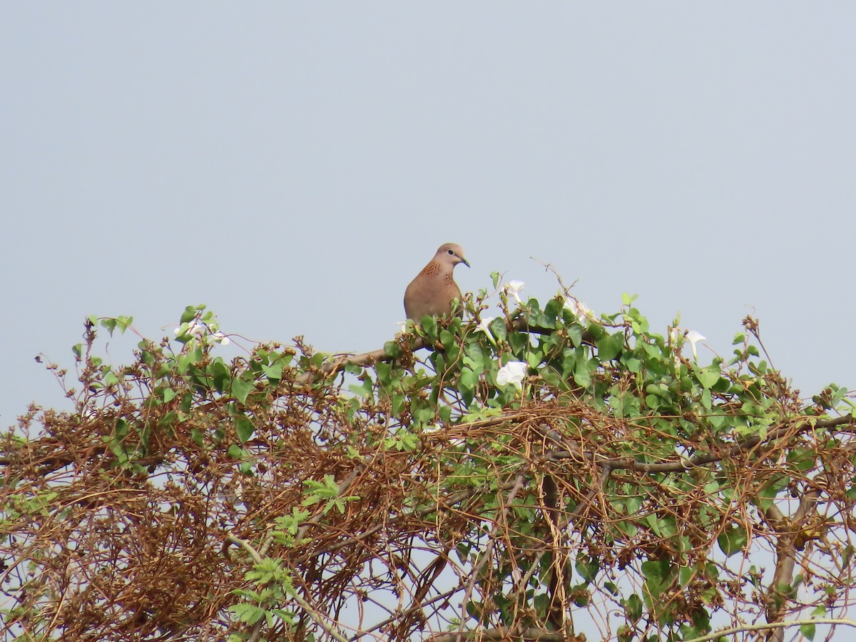Laughing Dove - ML618763404