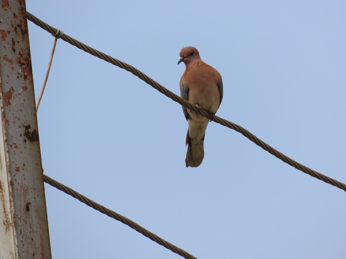 Laughing Dove - ML618763409