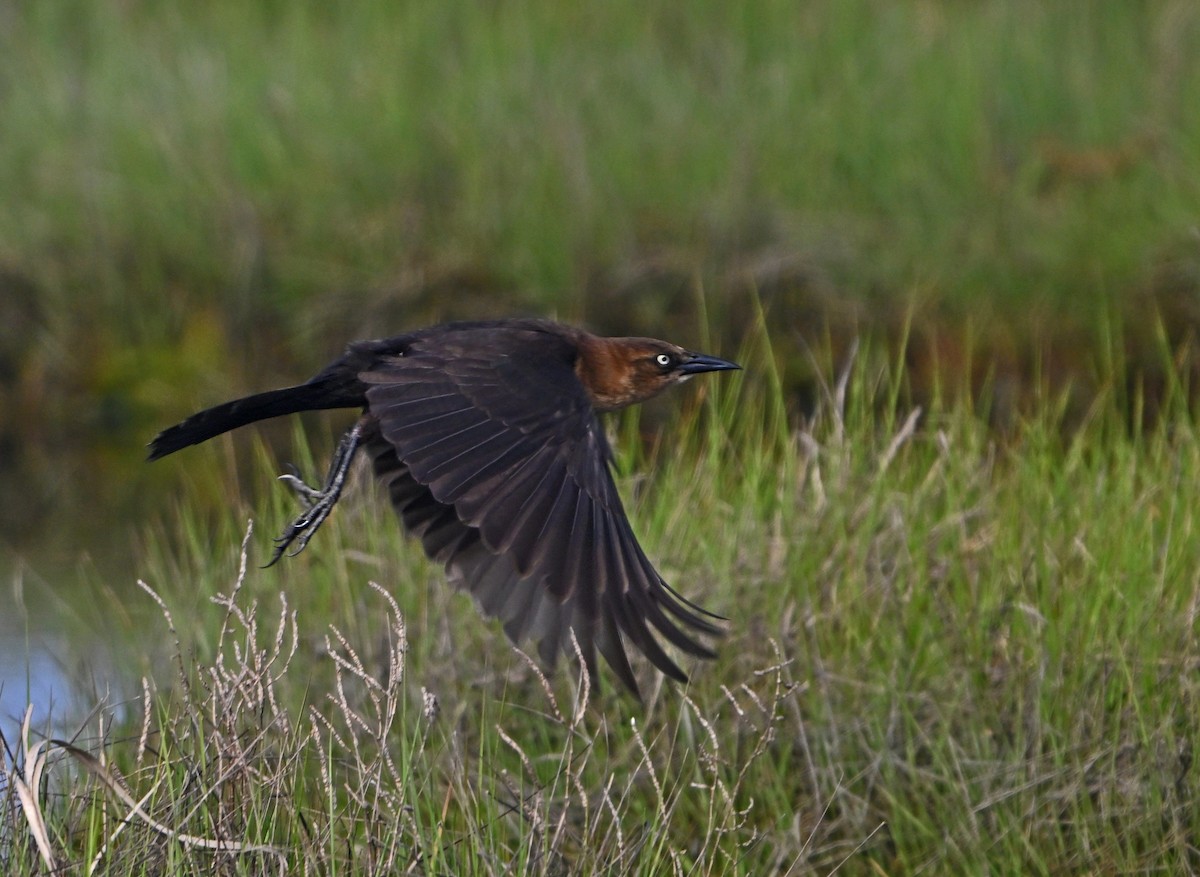 Boat-tailed Grackle - ML618763464