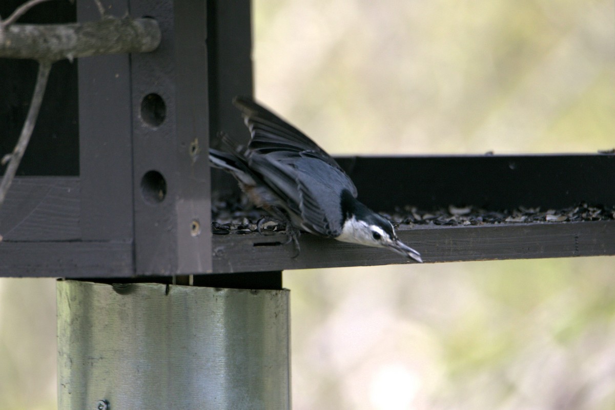 White-breasted Nuthatch - ML618763512
