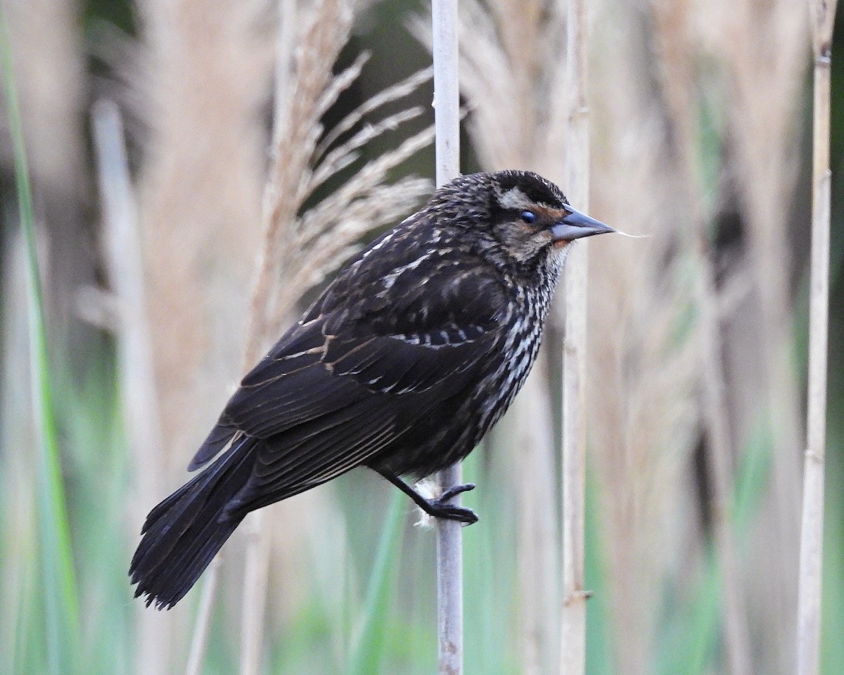 Red-winged Blackbird (Red-winged) - ML618763523
