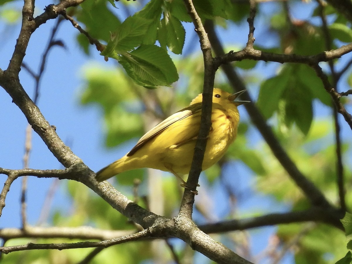 Yellow Warbler - ML618763535