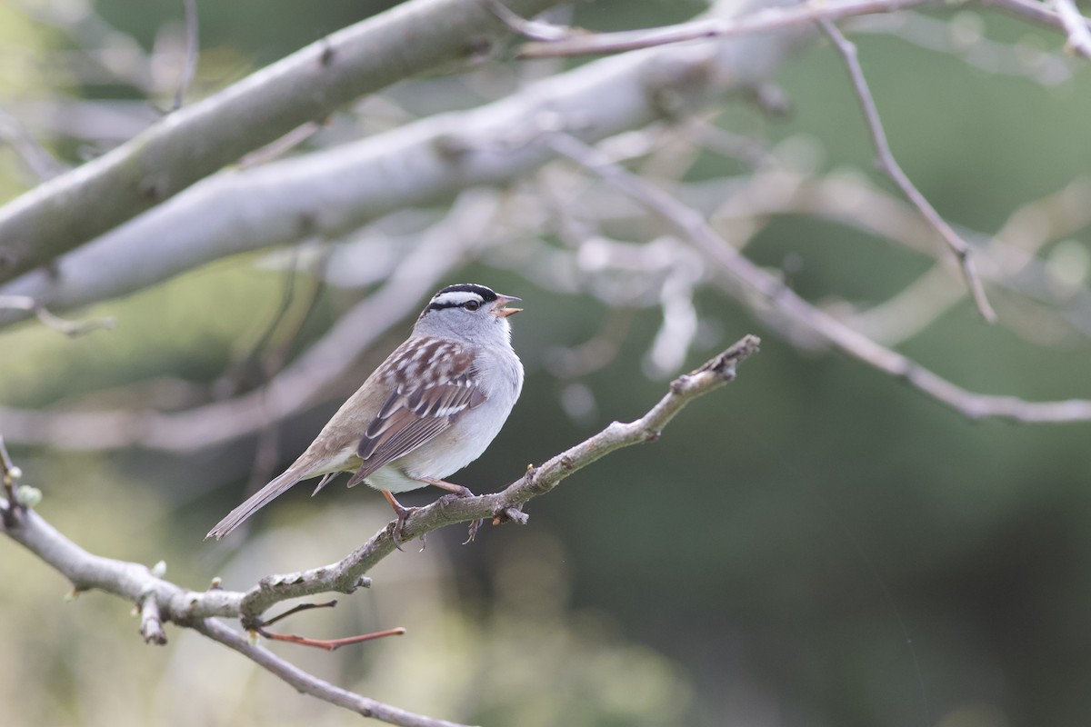 White-crowned Sparrow - ML618763554