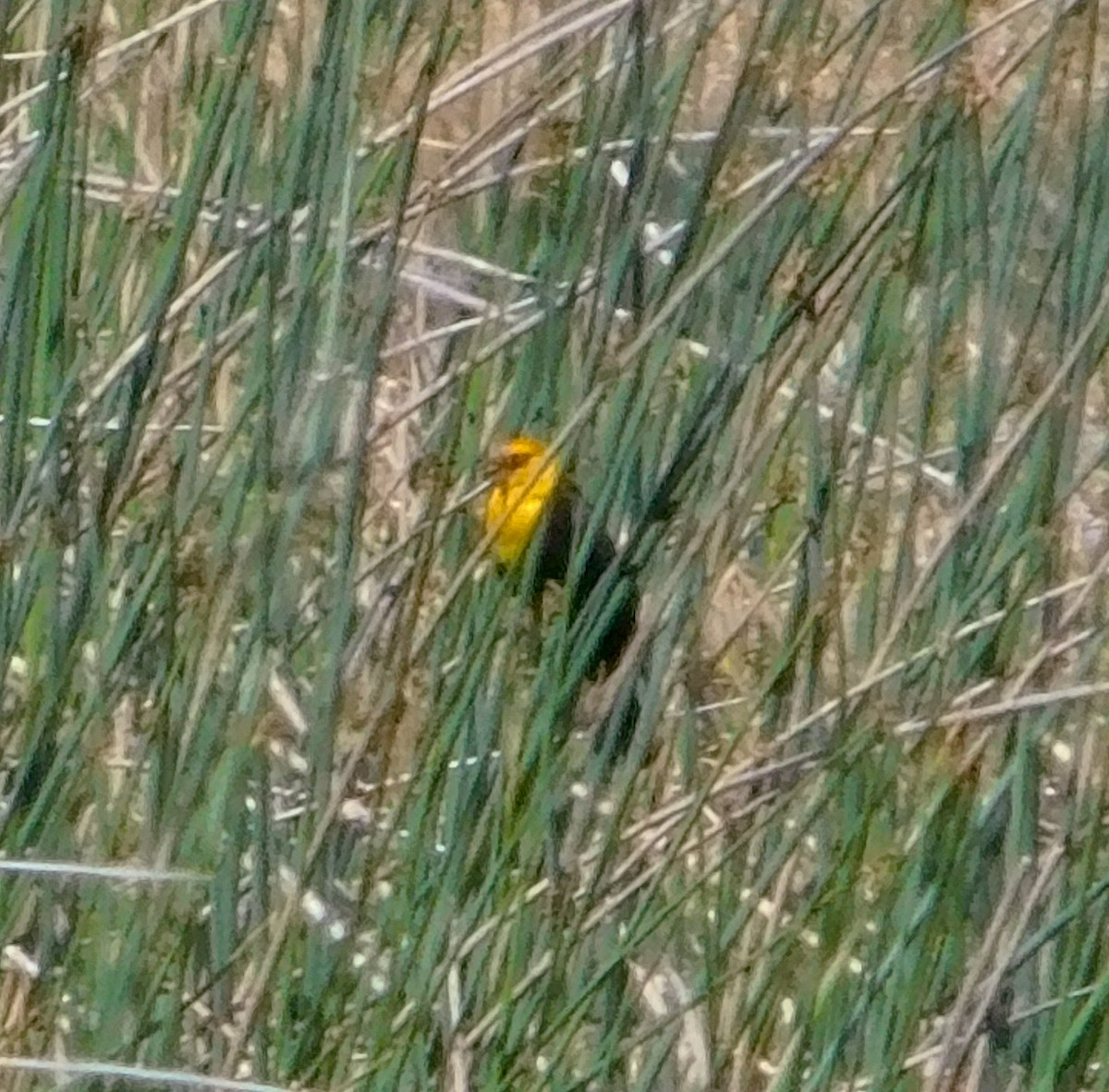 Yellow-headed Blackbird - ML618763558