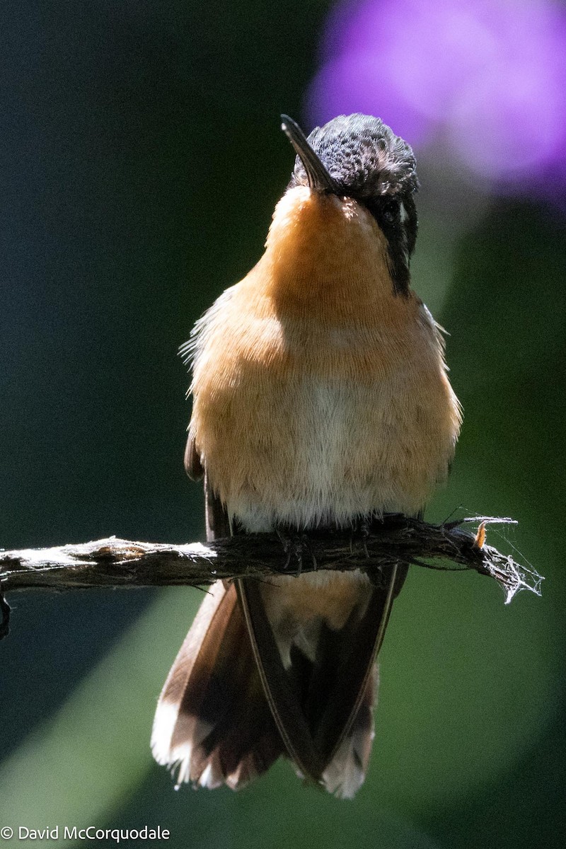 kolibřík fialovohrdlý - ML618763575