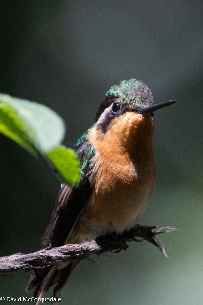 kolibřík fialovohrdlý - ML618763581