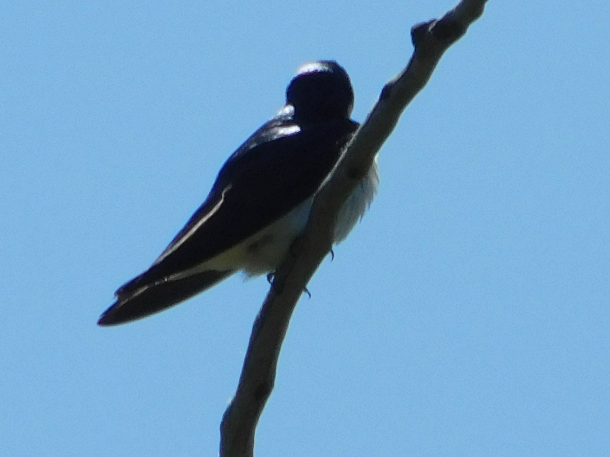 Tree Swallow - ML618763587