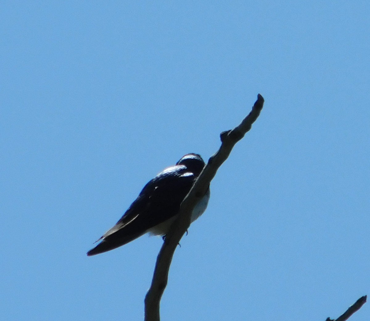 Tree Swallow - ML618763590