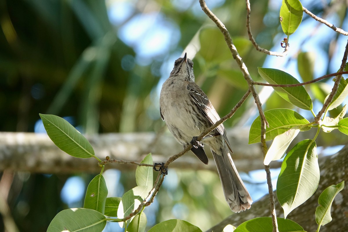 Bahama Mockingbird - ML618763596