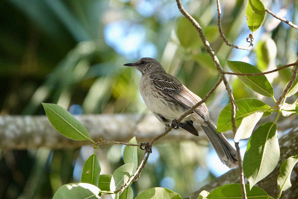 Bahama Mockingbird - ML618763598