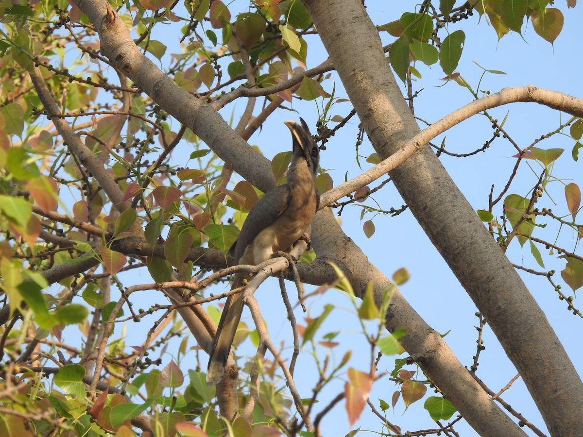 Indian Gray Hornbill - ML618763600