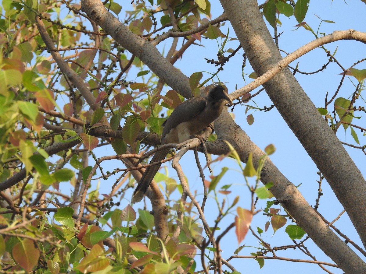 Indian Gray Hornbill - ML618763601