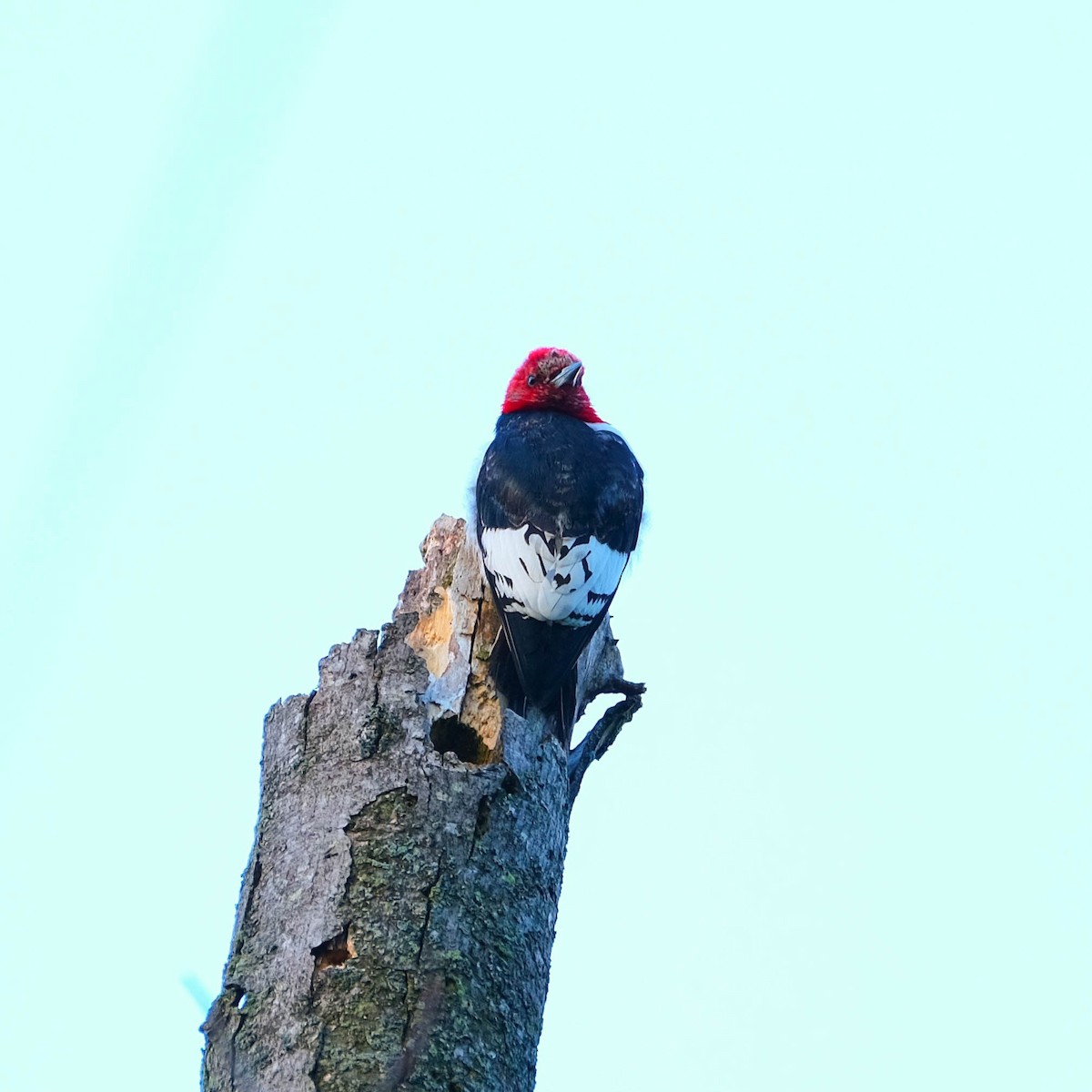 Red-headed Woodpecker - ML618763632
