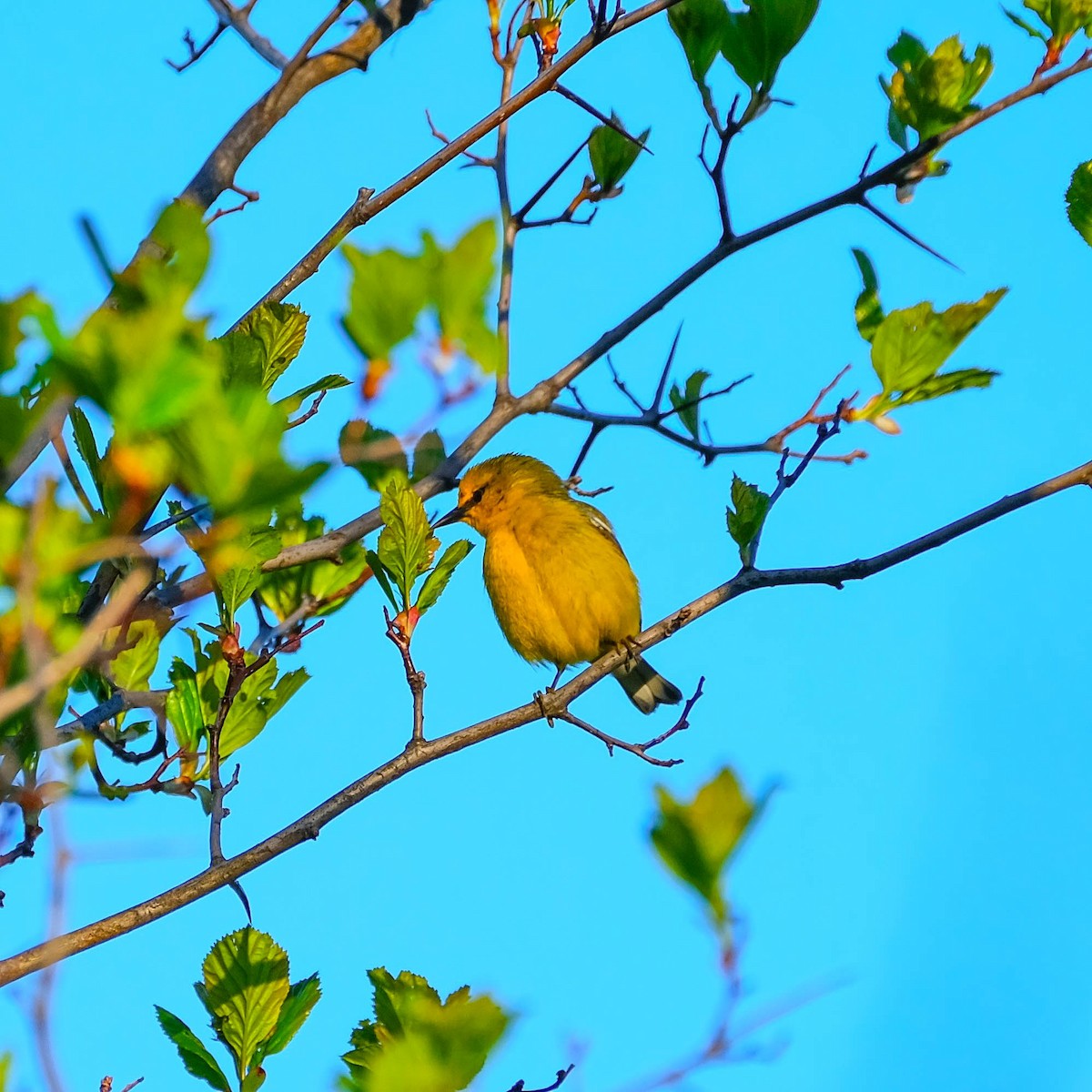Blue-winged Warbler - Andrew Dressel