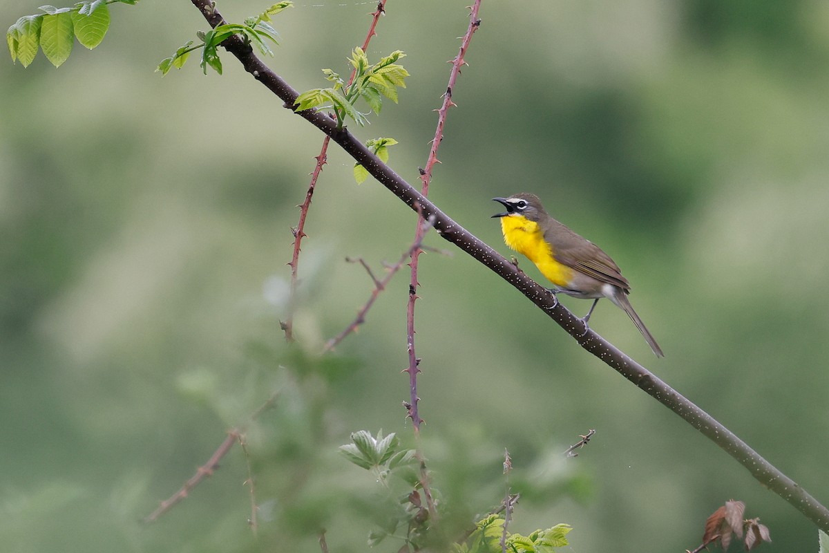 Yellow-breasted Chat - ML618763672