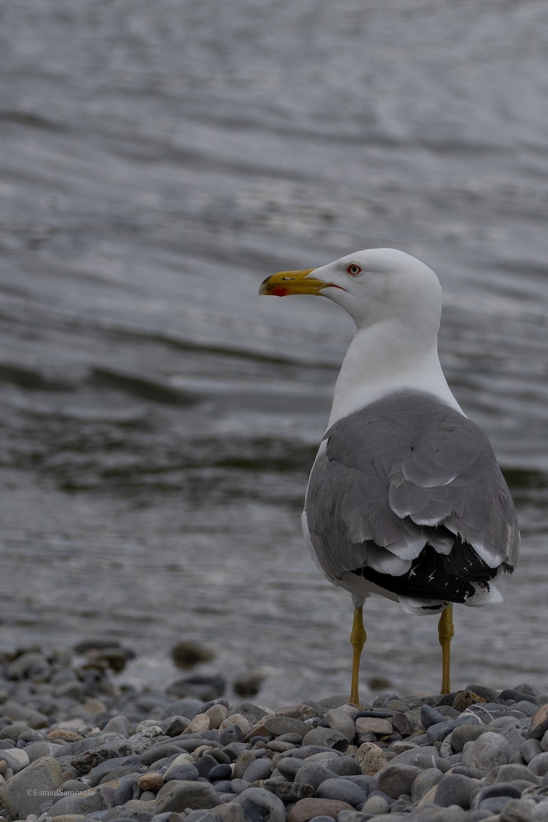 Yellow-legged Gull - ML618763698