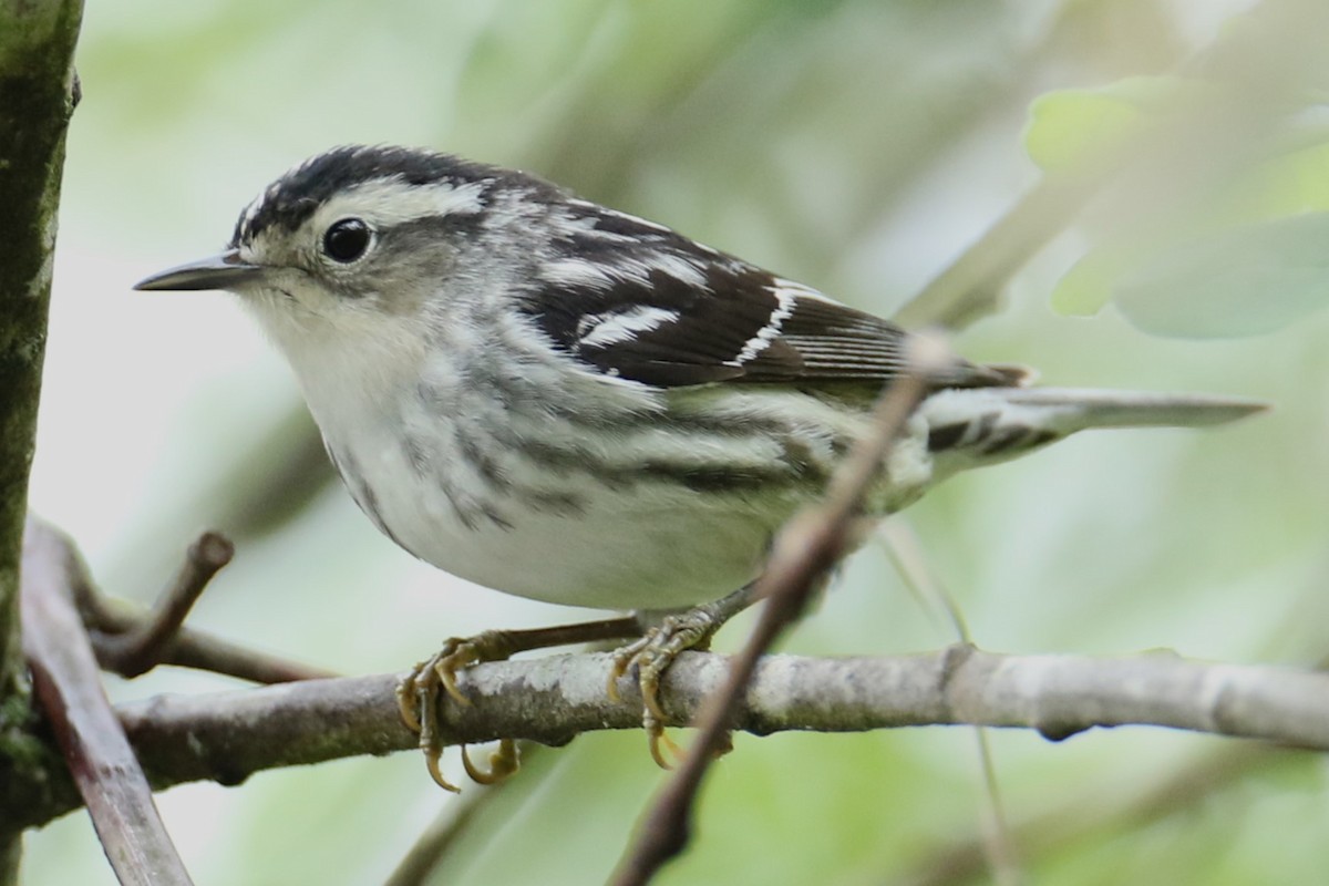Black-and-white Warbler - ML618763708
